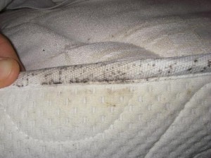 scottsdale bed bugs