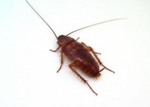 scottsdale roach