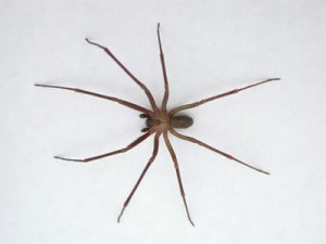 scottsdale spider scottsdale spider